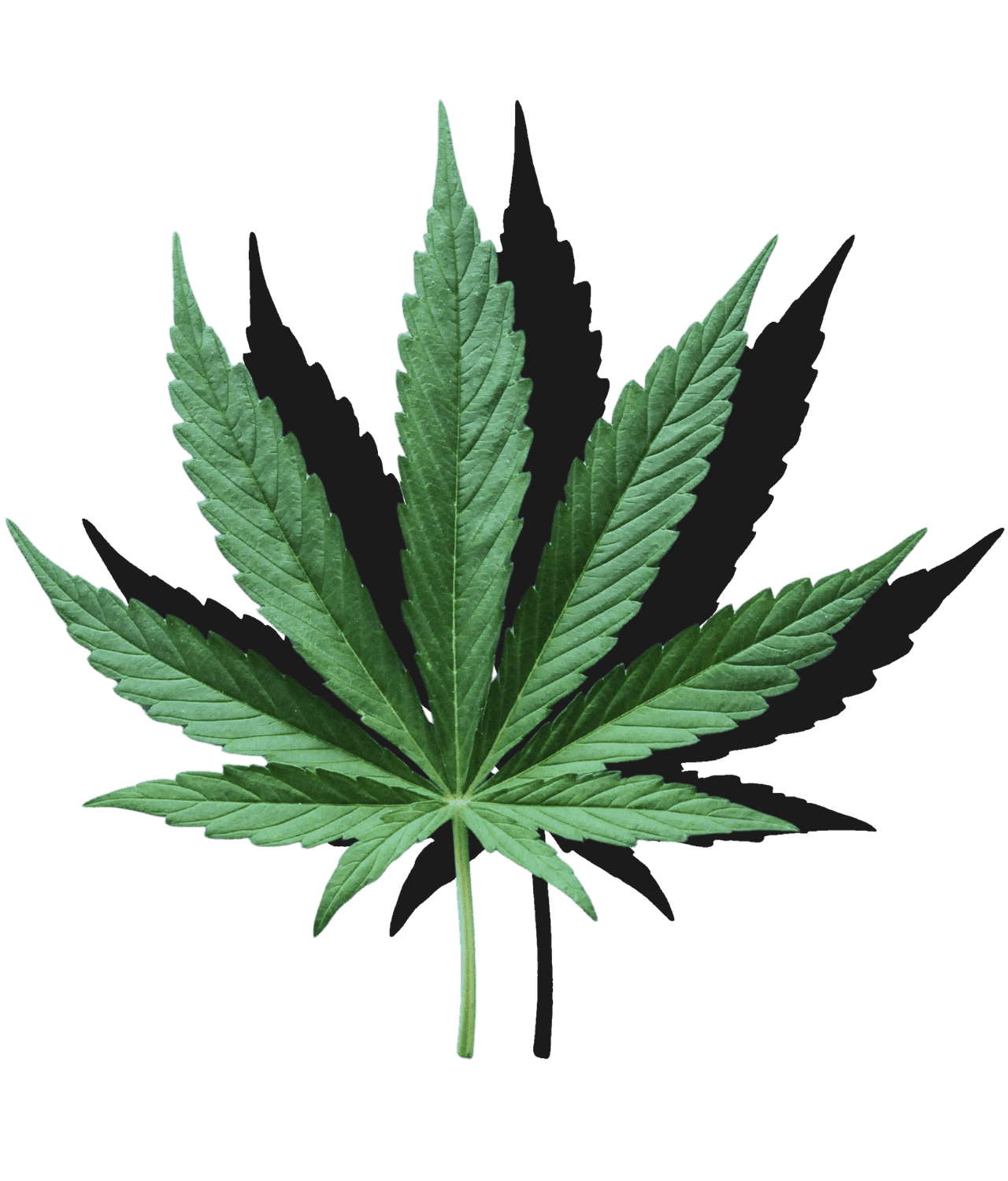 Cannabisblatt mit orangenem Schlagschatten