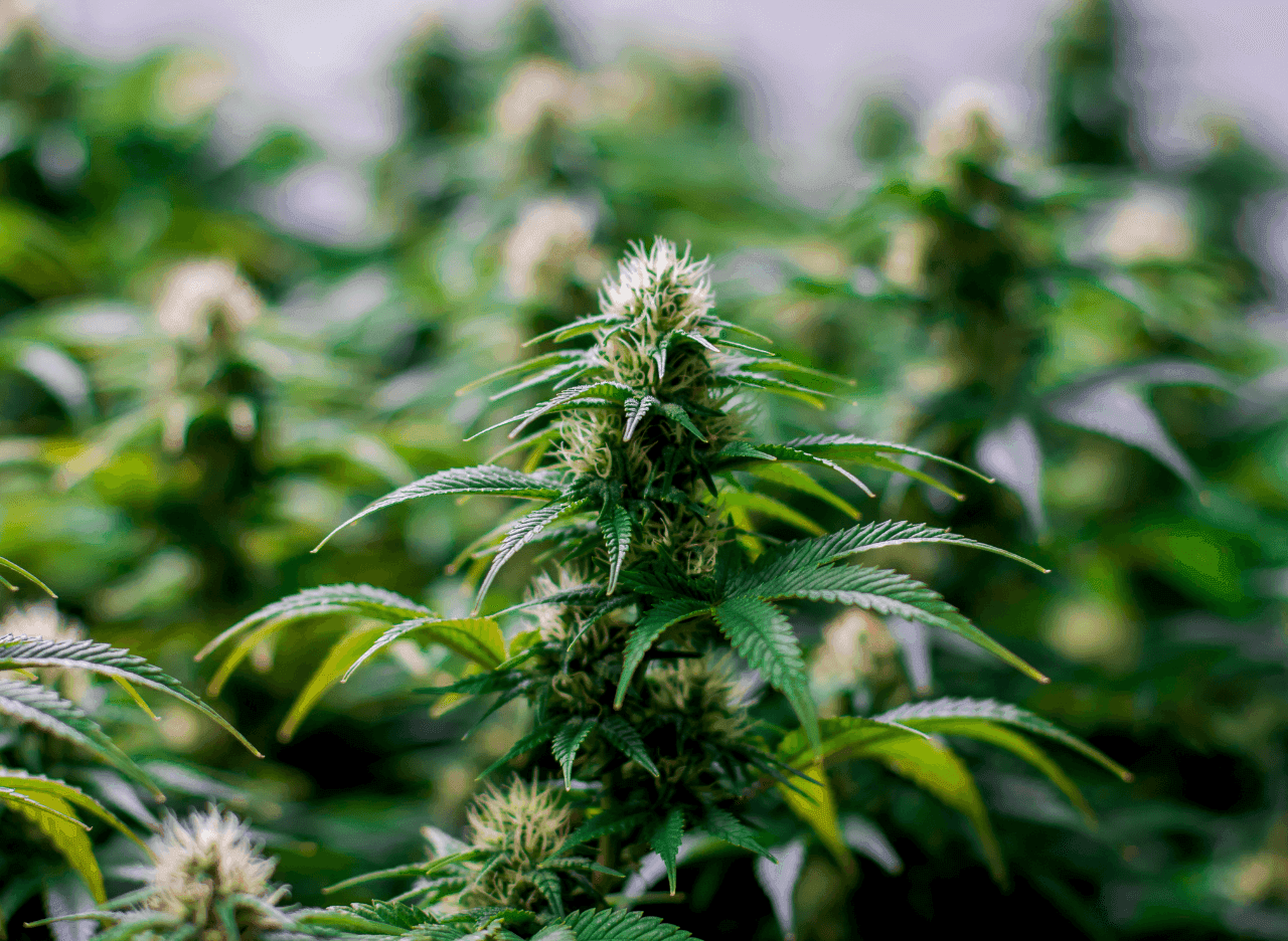 Foto einer Cannabispflanze, Fokus auf die Blüten